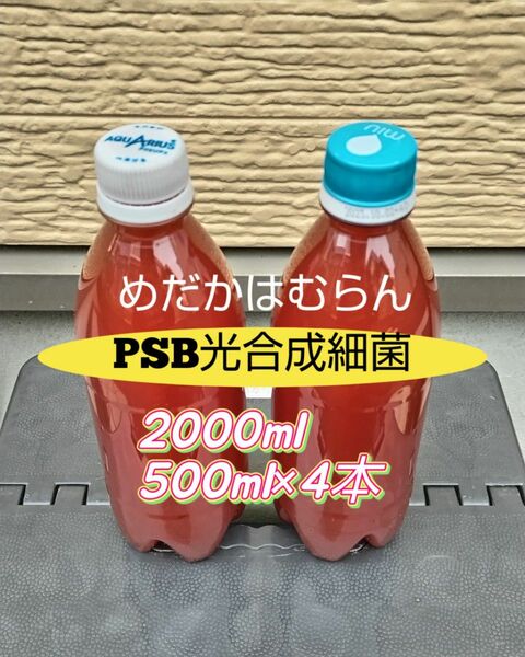 光合成細菌PSB（自家培養）2000ml（500ml×4本）