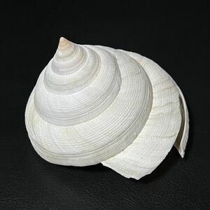 貝殻　標本　ベニオキナエビス　白　102mm