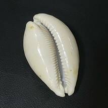 貝殻　標本　ホシキヌタ　超特大　83.2mm _画像5