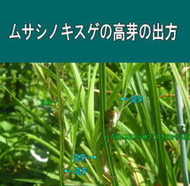 送料300円 ムサシノキスゲ 苗 ポットごと発送 武蔵野黄菅 武蔵野 キスゲ 日光キスゲ ポット苗_画像8