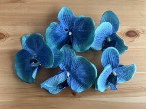 胡蝶蘭　花材　5輪　ブルー