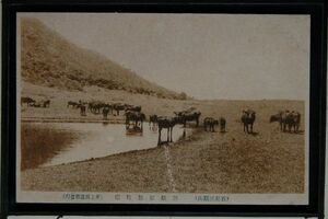 14775 戦前 絵葉書 島根 石見 三瓶山 三瓶原放牧場 牛の放牧 井上写真館発行