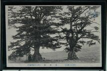 14767 戦前 絵葉書 島根 石見 定め松 井上写真館発行 大きな二本の松の木_画像1