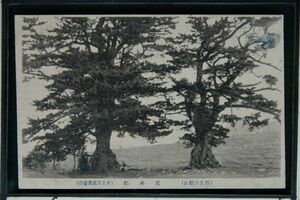 14767 戦前 絵葉書 島根 石見 定め松 井上写真館発行 大きな二本の松の木