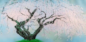 中島千波『夢殿の枝垂桜 1』リトグラフ 版画 本人 鉛筆 サイン250部限定 大日本絵画保証書付