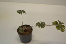 ペラルゴニウム　アルケミロイデス　PELARGONIUM alchemilloides_画像3