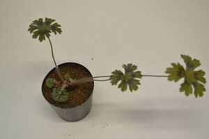 ペラルゴニウム　アルケミロイデス　PELARGONIUM alchemilloides