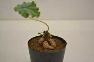 ぺラルゴニウム　ロバツム　PELARGONIUM lobatum