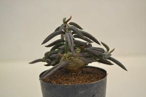 ユーフォルビア　キリンドリフォリア　 EUPHORBIA cylindrifolia