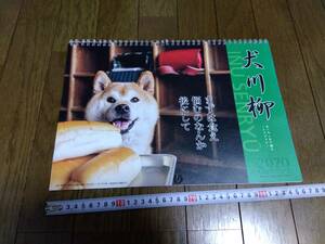 2020年　中古カレンダー　犬川柳　柴犬　ポスター代わりに。。。