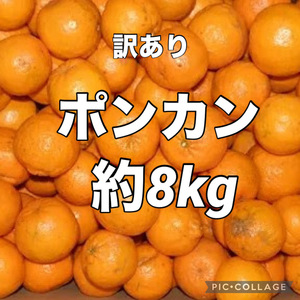 訳あり　ポンカン　約8kg　愛媛県産　商品説明お読みください