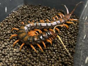 ホワイトビアードセンチピード　極美個体　Scolopendra sp.”White beard” 約18cm　ムカデ　サソリ　タランチュラ