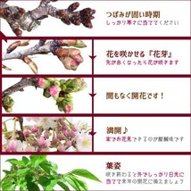 桜盆栽：桜・五葉松寄せ*【2024年春開花】【ぼんさい　ボンサイ】【さくら盆栽】自宅でお花見_画像2