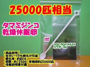 【送料無料】◆激安◆タマミジンコ乾燥休眠卵◆約12500粒◆約25000匹・0.05ｇ◆培養キット◆ 