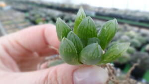 多肉植物　ハオルチア　オブツーサ錦　黄色斑入りｘドドソン紫オブツーサ