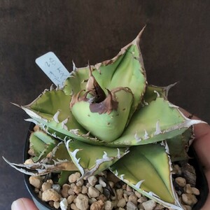 【AGAVE TITANOTA AVALANCHE】アバランチ　ブツブツ株　イラン株　アガベ　チタノタ　子株　レア株　高級品種