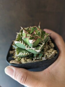 【AGAVE TITANOTA　皇冠】LIZE産　アガベ　チタノタ　子株　キング　クラウン