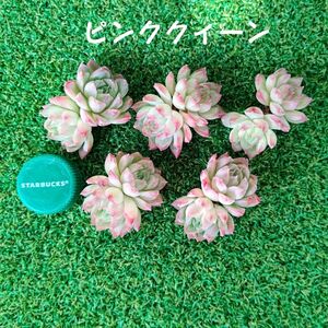 ピンククィーン・韓国苗・多肉植物