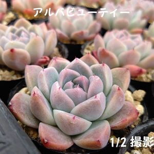 アルバビューティー・韓国苗・多肉植物