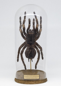 【ガラスドーム標本】No.40 タランチュラAcanthoscurria juruenicola【Wunderkammer】From Finch