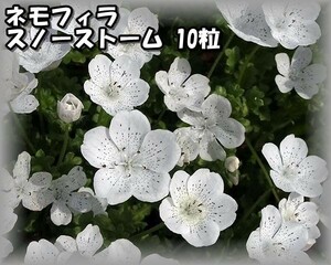ネモフィラ/ルリカラクサ スノーストーム 10粒 花の種 2022年採種 202321