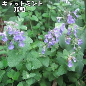 キャットミント 30粒 宿根草 花の種 2023年 202301