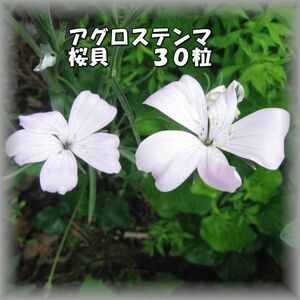 アグロステンマ/ムギセンノウ 桜貝 30粒 花の種 2023年採種 202348