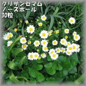 クリサンセマム/ノースポール 30粒 花の種 2023年採種 202302