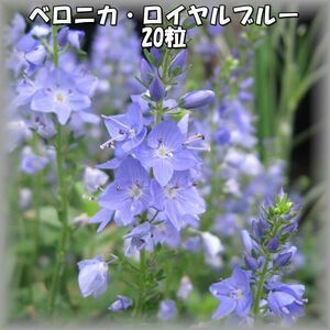 ベロニカ・ロイヤルブルー 20粒 宿根草 花の種 2023年採種 202347