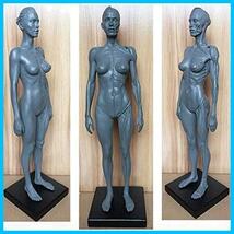 人体模型 筋肉模型 高品質解剖模型 30cm 医学模型 人体解剖 医学教育 整形外科 男性 / 女性 女性_画像2