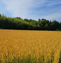 令和5年青森県産小麦粉食べ比べセット3.5kg×2_画像5