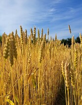 令和5年青森県産小麦粉食べ比べセット3.5kg×2_画像6