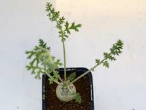 Pelargonium carnosum / ペラルゴニウム カルノーサム 枯野葵 塊根植物 実生_画像6