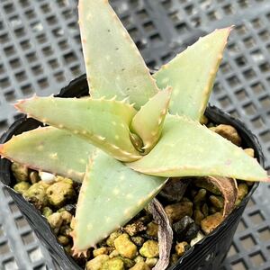 アロエ ズブ Aloe zubb ① 多肉植物 