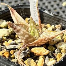 アロエ デルトイデオドンタ ルッフィンギアナ Aloe deltoideodonta var. ruffingiana 多肉植物 _画像2