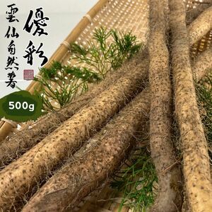 完売　自然薯　優彩　1000g ブランド野菜　ふるさと納税