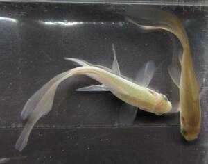 ☆☆　テツギョ（魚取沼系）５匹　約６～９㎝