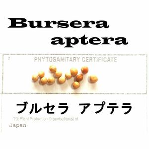 12月入荷 10粒 ブルセラ アプテラ 種子 種 証明書あり