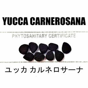 12月入荷 100粒+ ユッカ カルネロサーナ 種 種子 植物検疫証明書あり