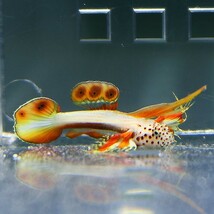 ホムラハゼ 2cm (A-3752) 海水魚 サンゴ 生体_画像1