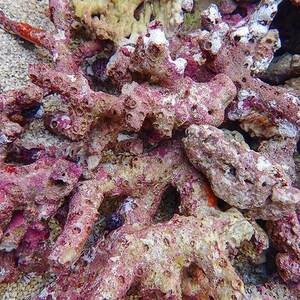 極上枝ライブロック １キロ の価格(B-0611) 海水魚 サンゴ 生体