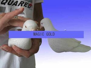 送料無料！　ゴム鳩　ゴムバト　新品　激安　マジック　手品　gold