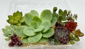 200円～「多肉植物カット苗バラエティセット」お得です！多種類あり＊寄せ植えに＊初心者の方にも♪紅葉中＊ピーチプリデ・チョコレート錦