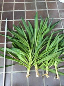 お買い得　発根済み　耐寒性　ユッカ エレファンティペス 挿し木　4本セット　青年の木　Yucca elephantipes　