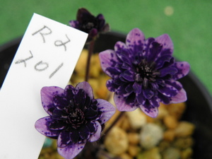 山野草　雪割草　オリジナル品　紫すだれ系大輪二段咲　初出し品　■Ｒ３　２０１■　１芽　