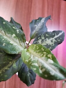 A45【Galaxy】アグラオネマ Aglaonema pictum “Galaxy”DFS from Sumatra Barat【AZ0912-1】_C