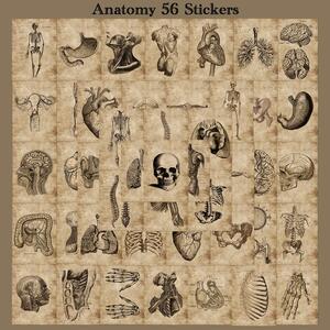 解剖学 ステッカー 56枚セット アナトミーアート ダヴィンチ 人体の構造 医学史 美術 標本 ドクロ 骨格 臓器 古代エジプト PVC 防水 シール