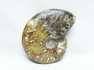 誠安◆極品天然AAAアンモナイト化石[T723-1597]
