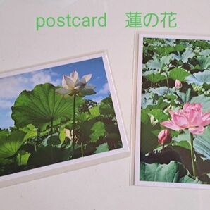 ポストカード* 蓮の花 * ハンドメイドハガキ 写真 インテリア