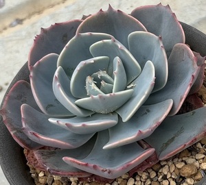 エケベリア　ローズクロウ　Echeveria ’Rose Claws’